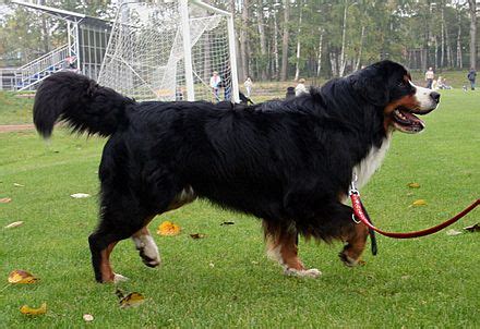 bernese mountain dog wikipedia|bernese mountain dog origins.